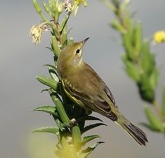 Setophaga discolor