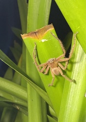 Neosparassus diana