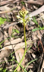 Stackhousia monogyna