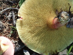 Suillus asiaticus