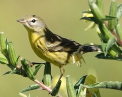 Setophaga discolor