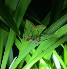 Neosparassus diana