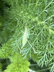 Meconema meridionale