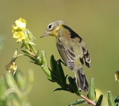 Setophaga discolor