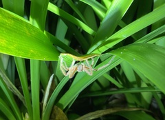 Neosparassus diana