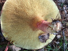 Suillus asiaticus