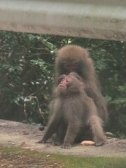 Macaca fuscata yakui
