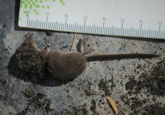 Sorex minutus