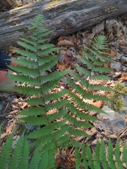 Dryopteris marginalis