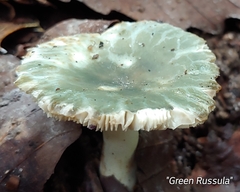Virescentinae