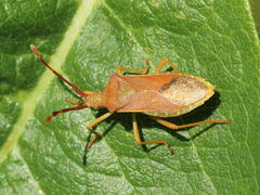 Gonocerus acuteangulatus