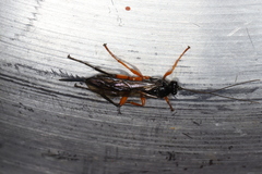 Pimpla