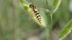 Sphaerophoria scripta