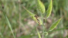 Sphaerophoria scripta