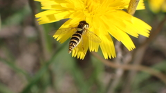 Sphaerophoria scripta