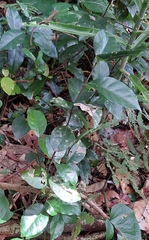 Trachelospermum