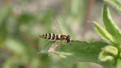 Sphaerophoria scripta