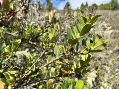 Symplocos theiformis