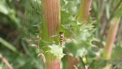 Sphaerophoria scripta