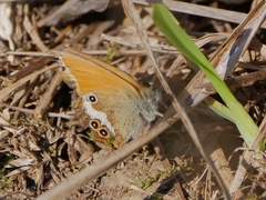 Coenonympha arcania
