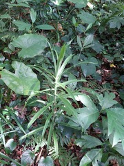 Dracaena angustifolia