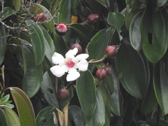 Blakea quadrangularis