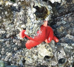 Henricia leviuscula