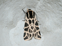 Cymbalophora pudica