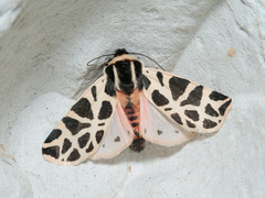Cymbalophora pudica