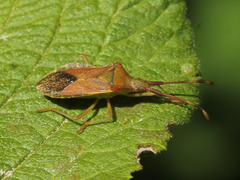 Gonocerus acuteangulatus