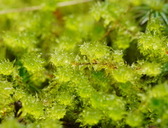 Ptychomnion aciculare