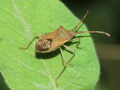 Gonocerus acuteangulatus