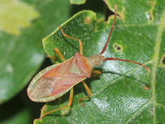 Gonocerus acuteangulatus