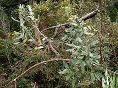Olearia avicenniifolia