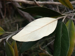 Olearia avicenniifolia