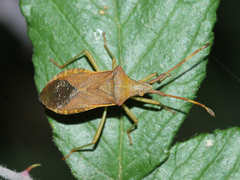 Gonocerus acuteangulatus