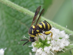 Leucospis biguetina