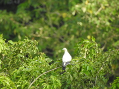 Ducula bicolor