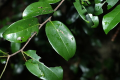 Huberantha nitidissima