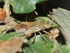 Gonocerus acuteangulatus
