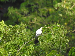 Ducula bicolor