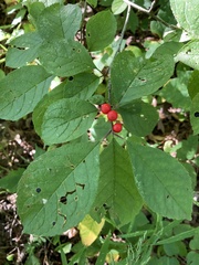 Ilex verticillata