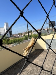 Schistocerca