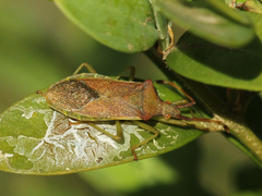 Gonocerus acuteangulatus