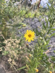 Heterotheca