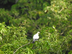 Ducula bicolor