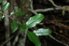 Huberantha nitidissima