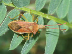 Gonocerus acuteangulatus