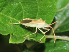 Gonocerus acuteangulatus