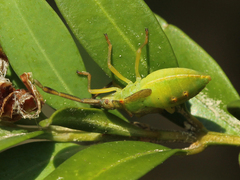 Gonocerus acuteangulatus